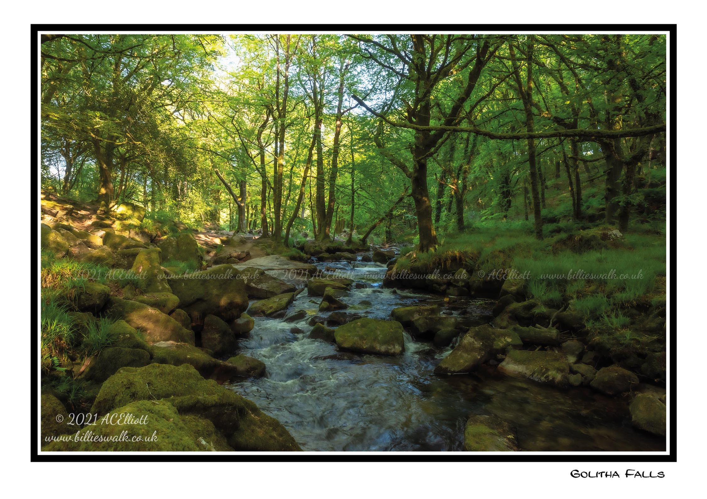 Woodland Greeting Card