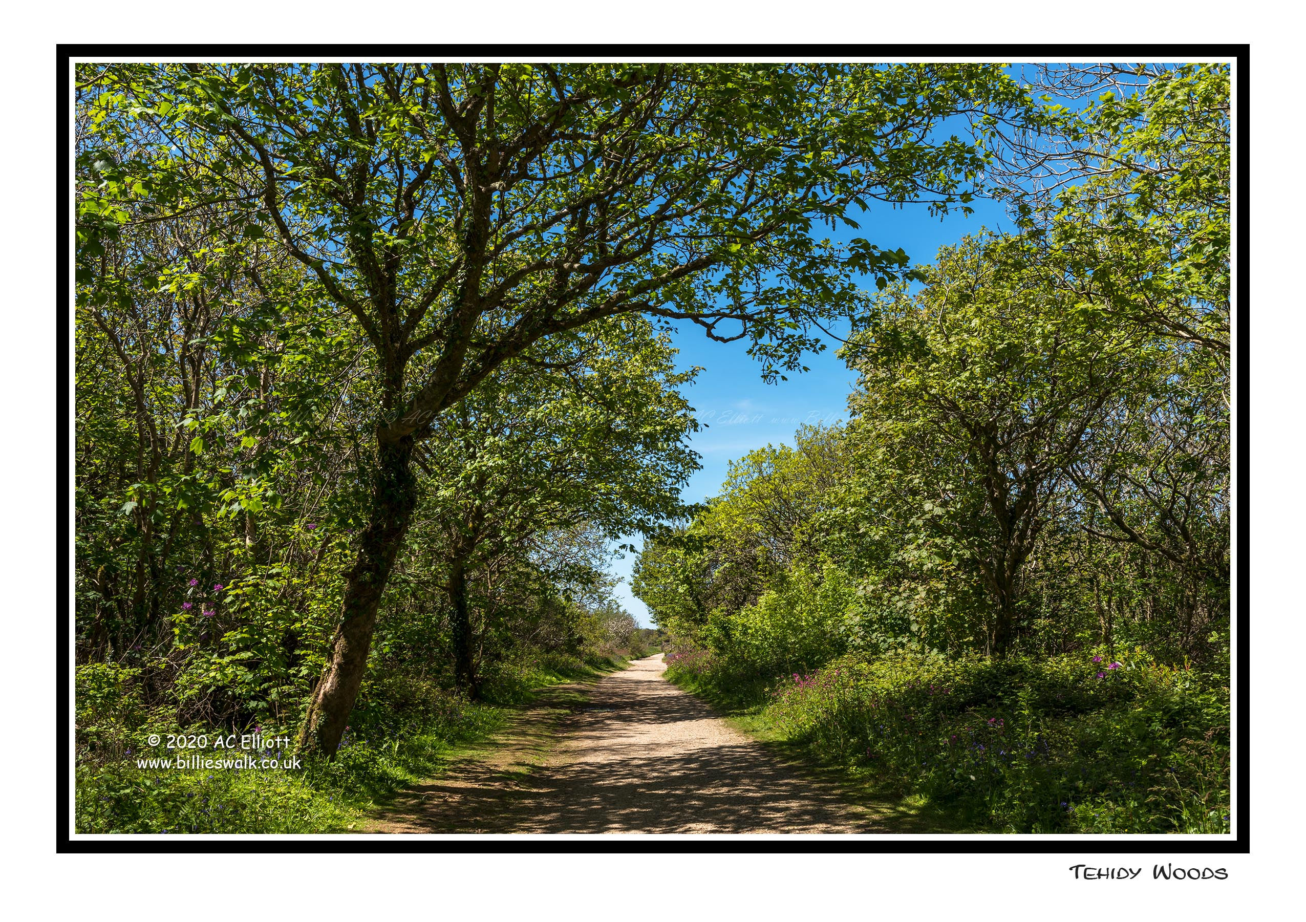 Tehidy Woods Greeting Card