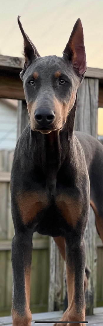 Our Doberman Maverick.
