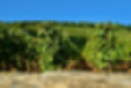 Eye on the Romanée-Conti vines.