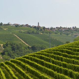 Barbaresco