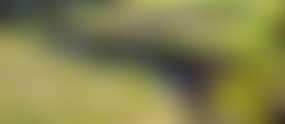 Projekt Rozkvitnutý park - 2. časť