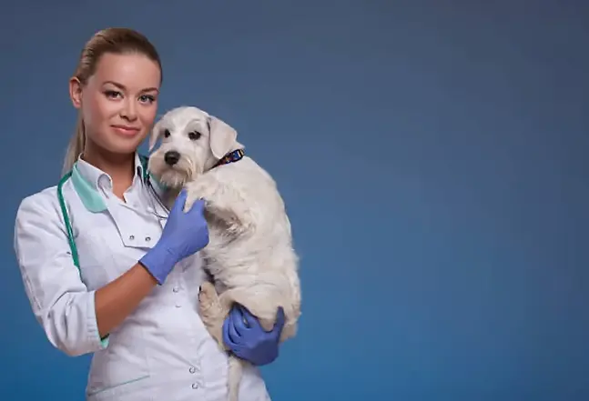 VETERINARIA ALZANDO UN CACHORRO.webp