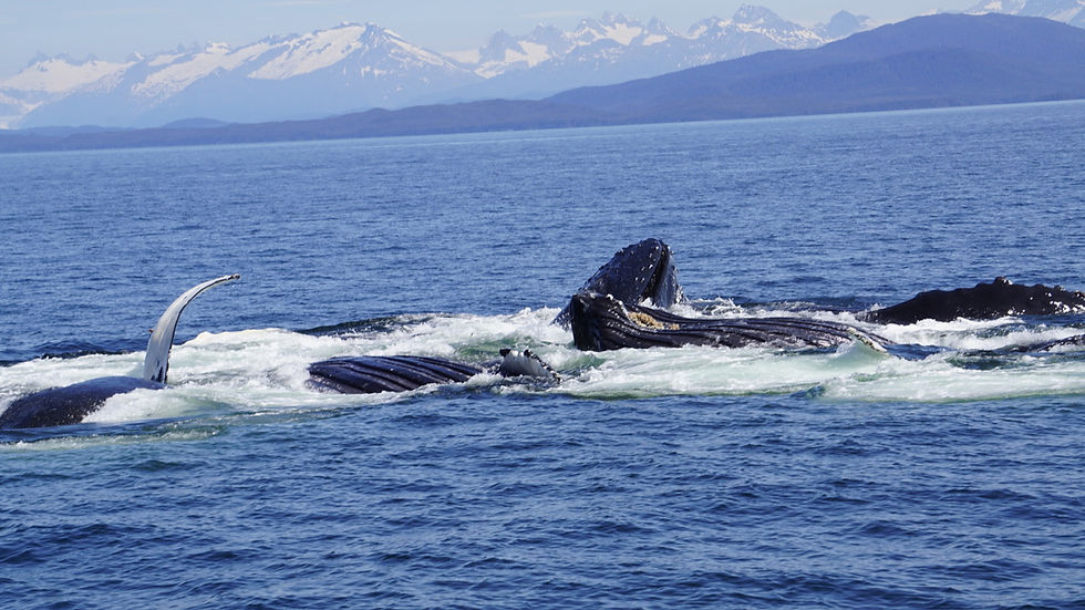 Whales Bubble-netting fish