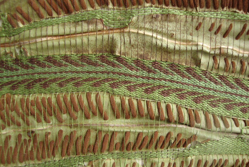 SCOLOPENDRE 2007
