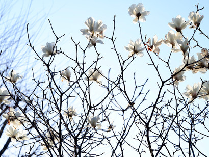 2021.3.10(水)早春