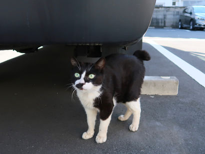 2021.2.22(月)猫の日