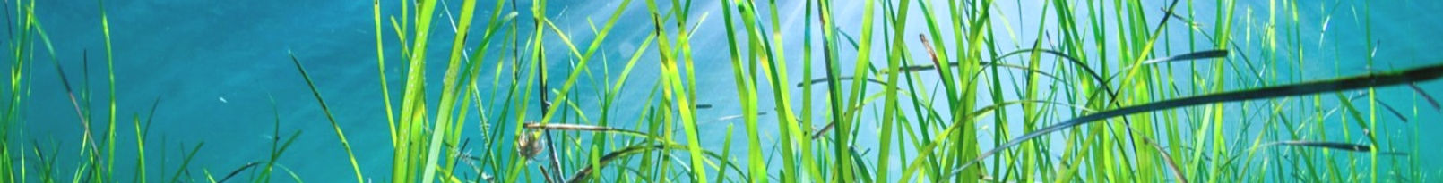 Zostera-marina2_edited.jpg