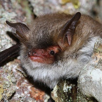 Myotis bechsteini.jpg