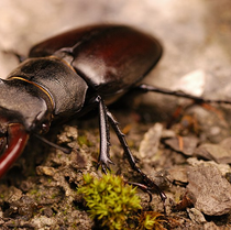 Lucanus cervus.png