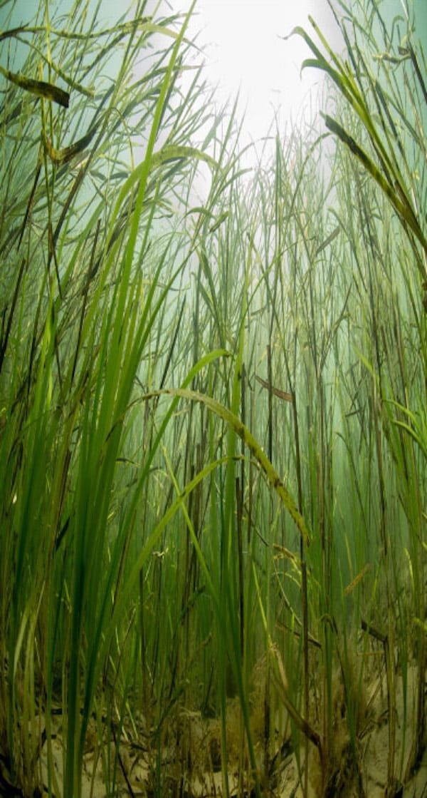 Zostera-marina1.jpg