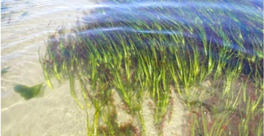 zostera_edited.jpg