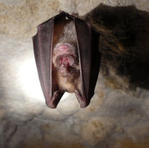 Rhinolophus ferrumequinum.jpg