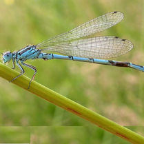 Coenagrion mercuriale.jpg