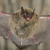 Myotis myotis.jpg