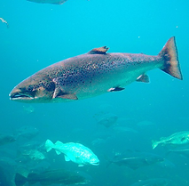Salmo salar.png