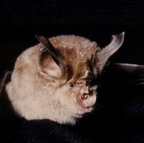 Rhinolophus euryale.png