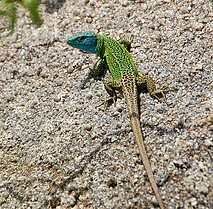 Lacerta schreiberi.png