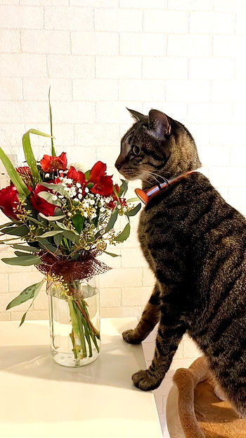 新年は5日から営業してます　ルドルフ🐈