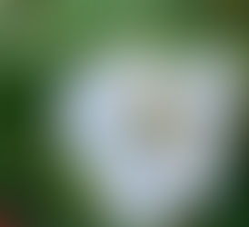 What is Flying Wish Paper?