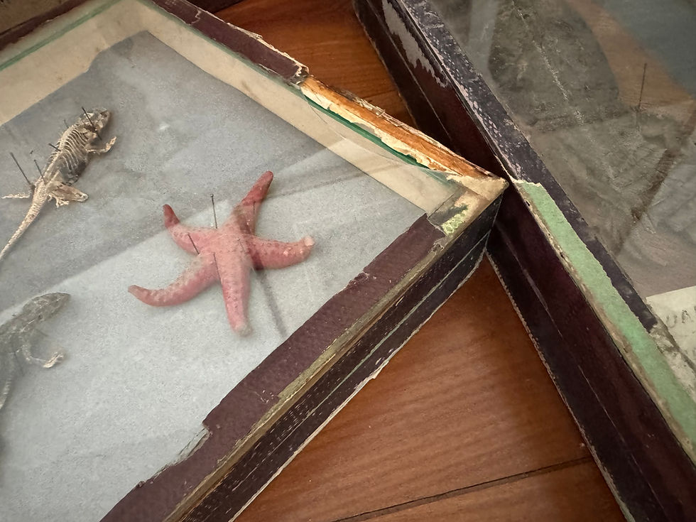 Miniature : Rare lot entomologie 6 boites histoire naturelle fin XIX eme