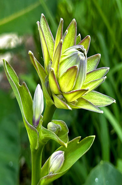35th hosta.jpg
