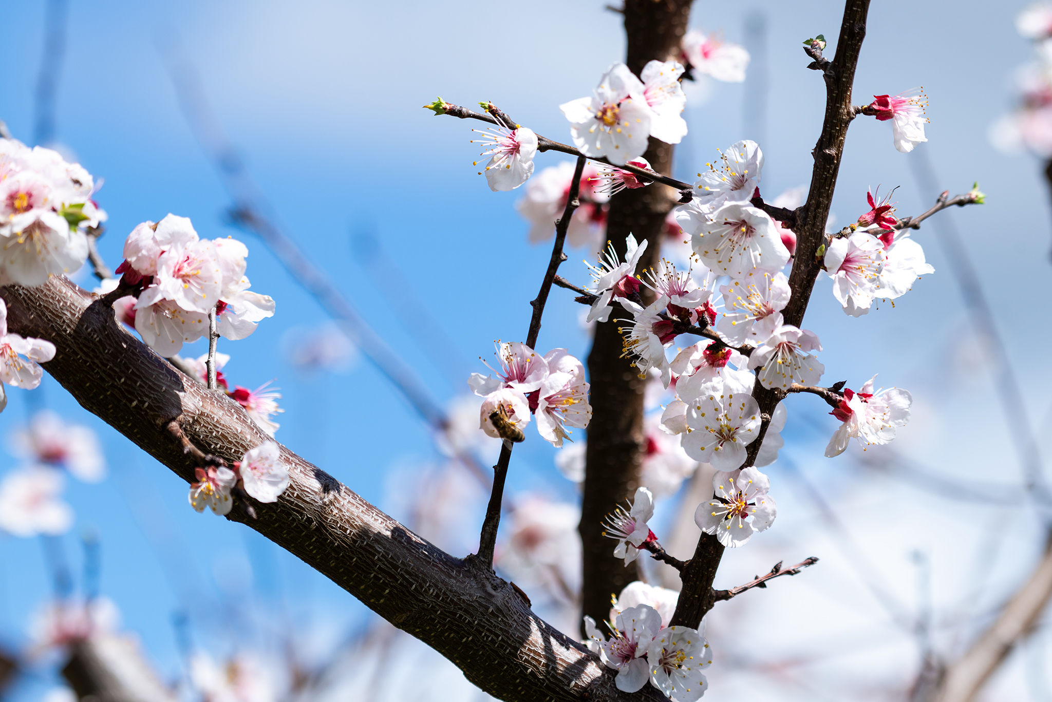 Descarga fotográfica