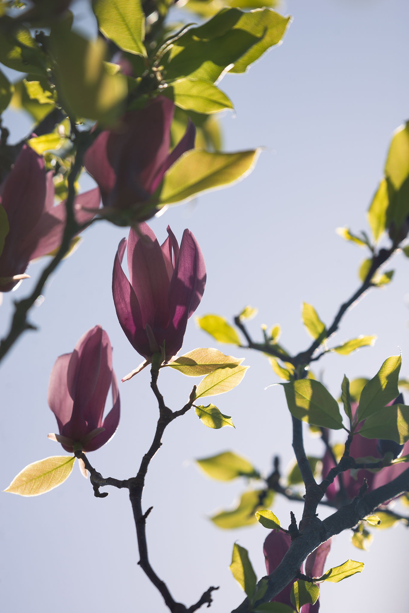 Descarga fotográfica