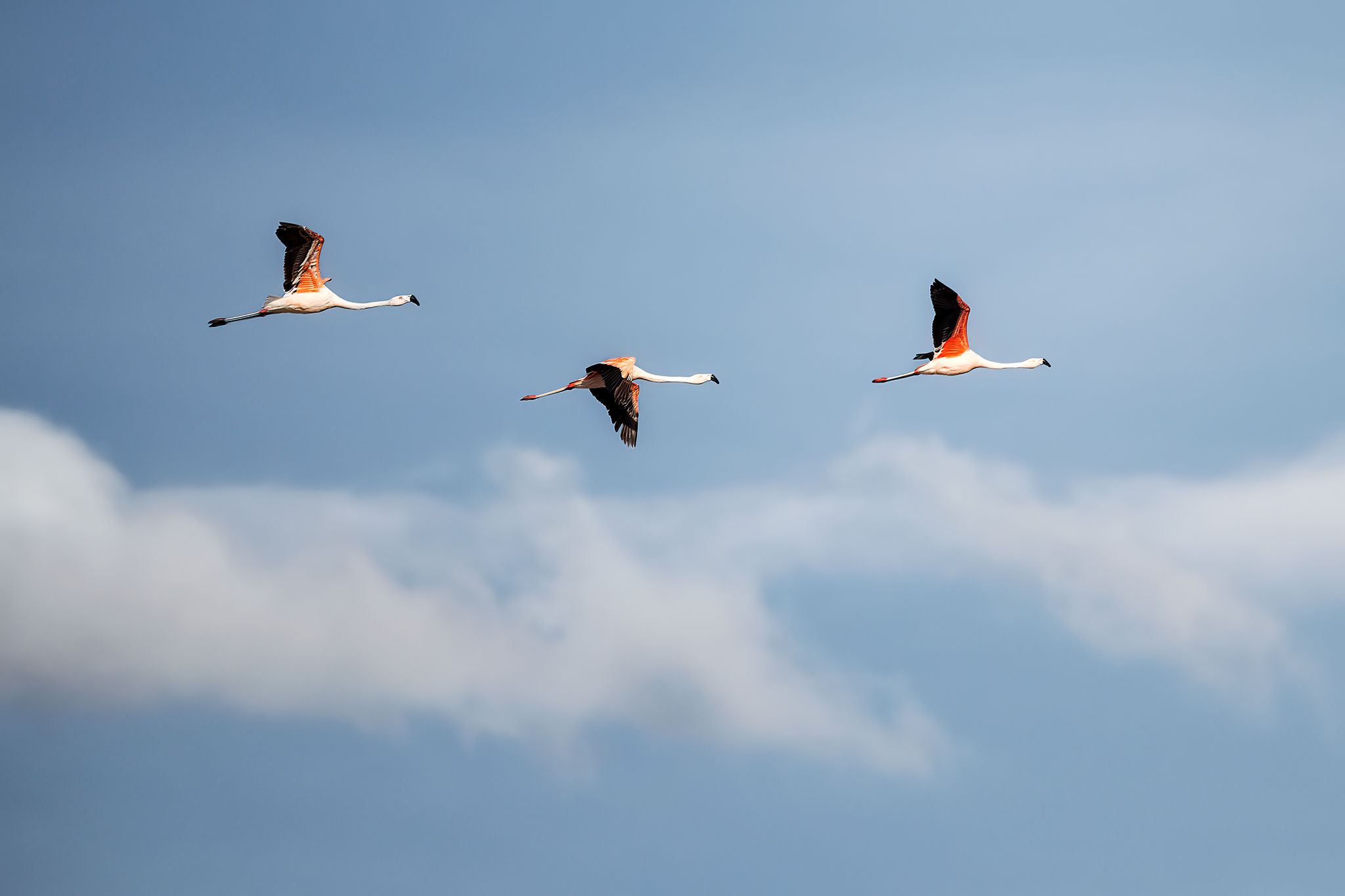 Descarga fotográfica