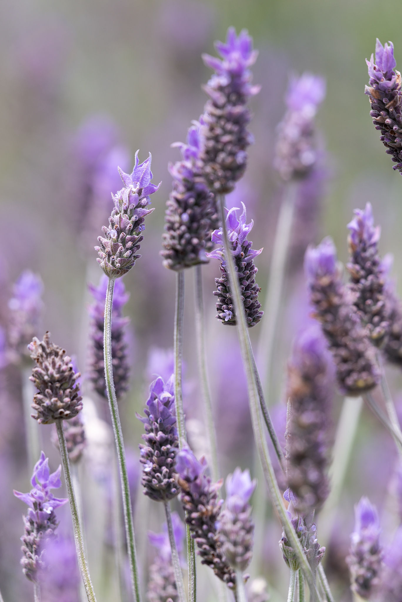 Descarga fotográfica