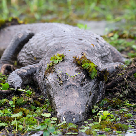la camara explora, yacare, caiman