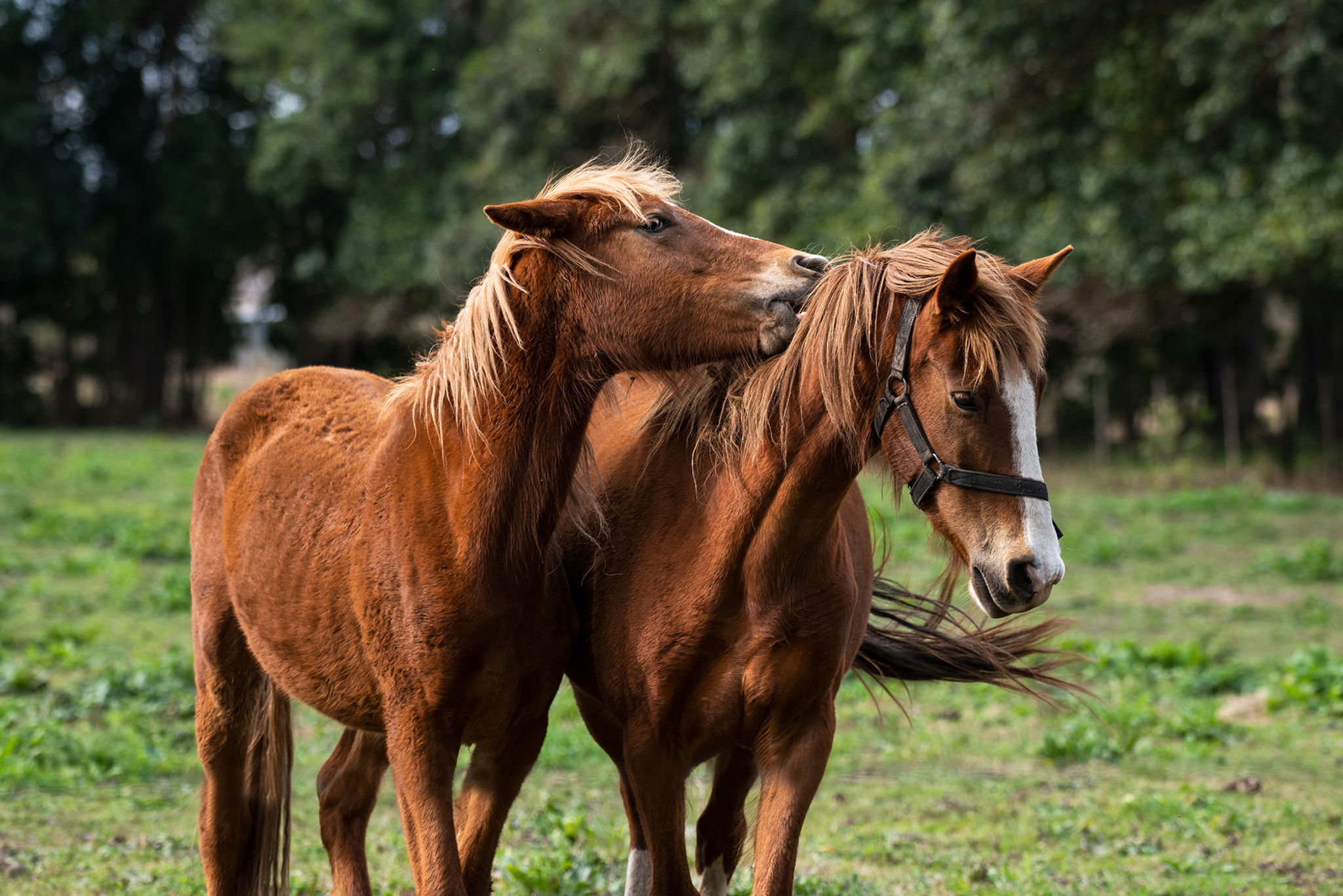 Descarga fotográfica