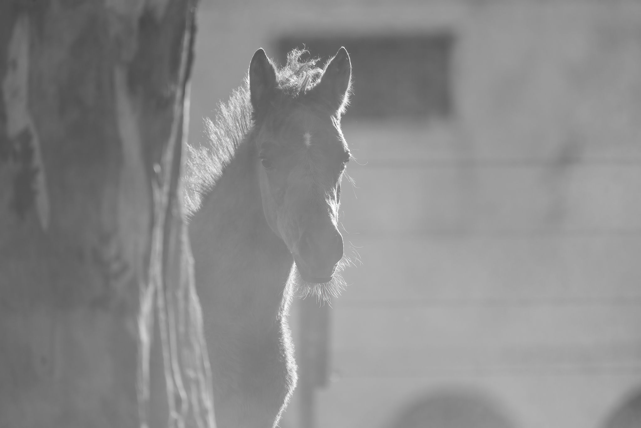 Descarga fotográfica