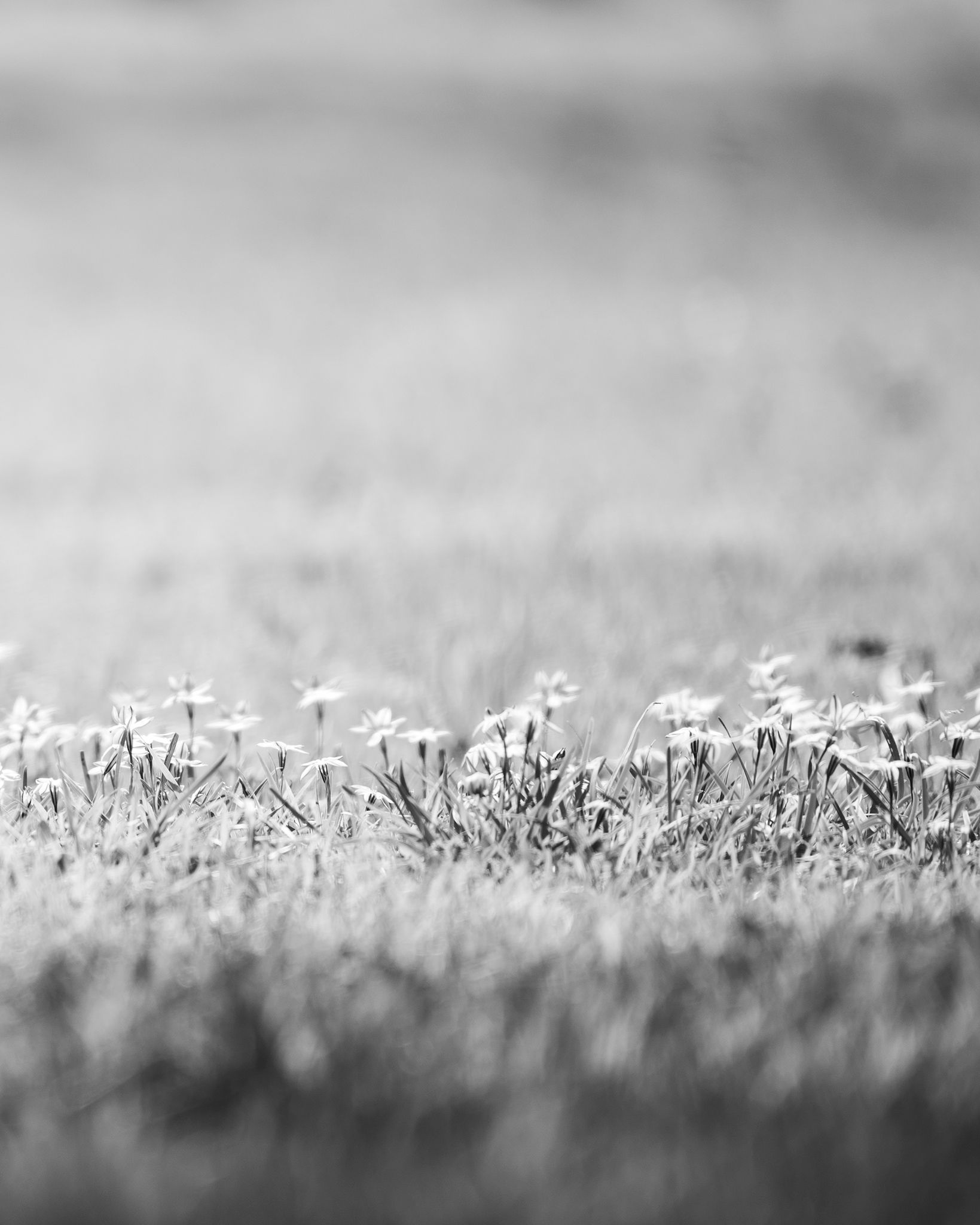 Descarga fotográfica