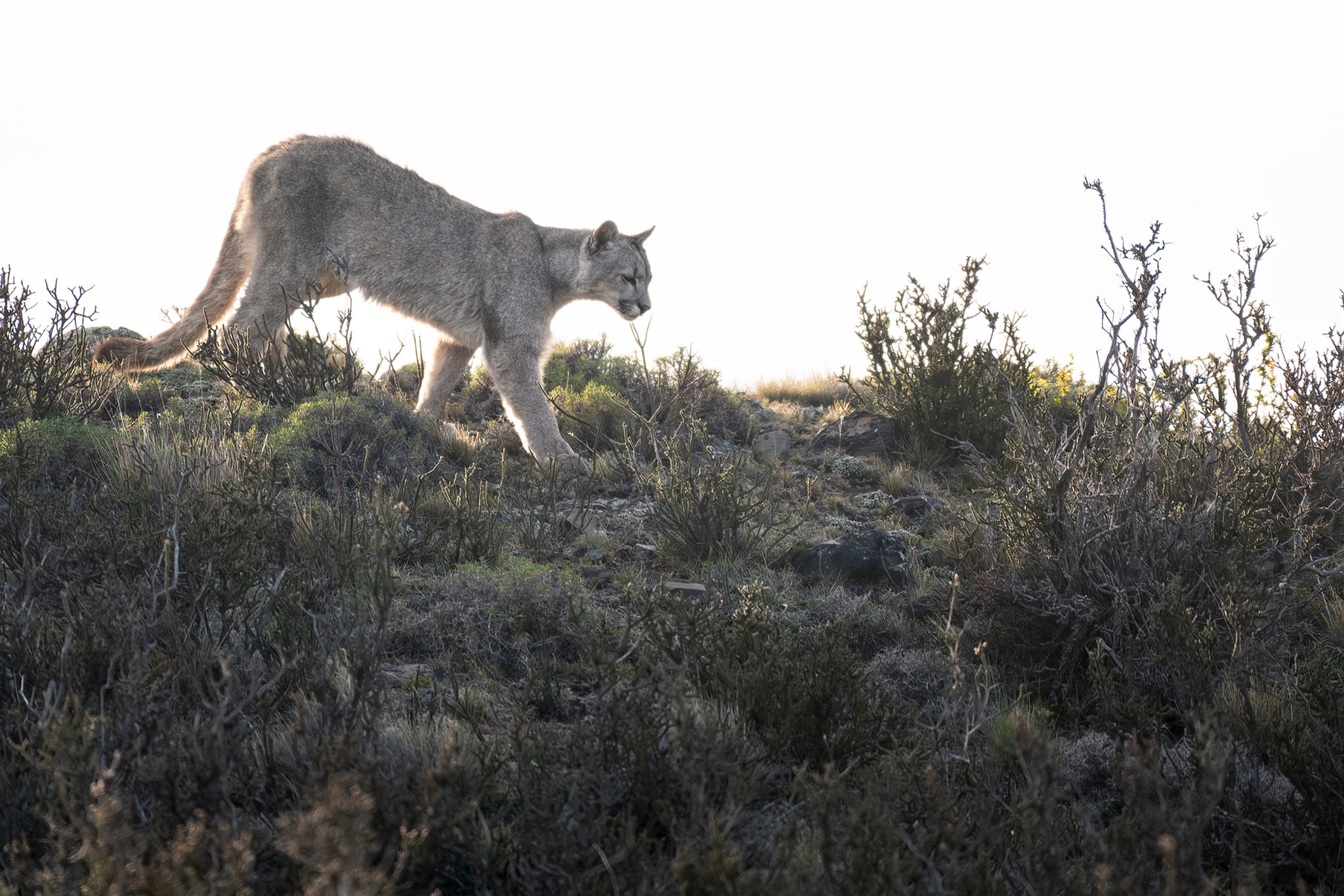 Descarga fotográfica