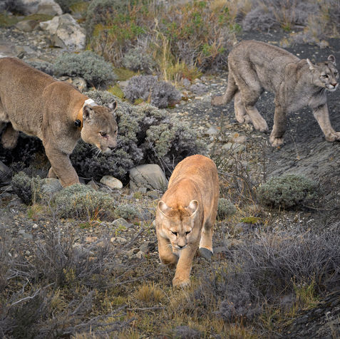 la cámara explora, pumas