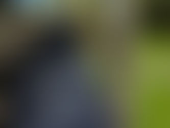 The best blog in the woods