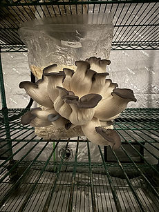 beautiful oysters.jpg
