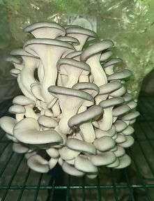 cool alien looking oysters.jpg