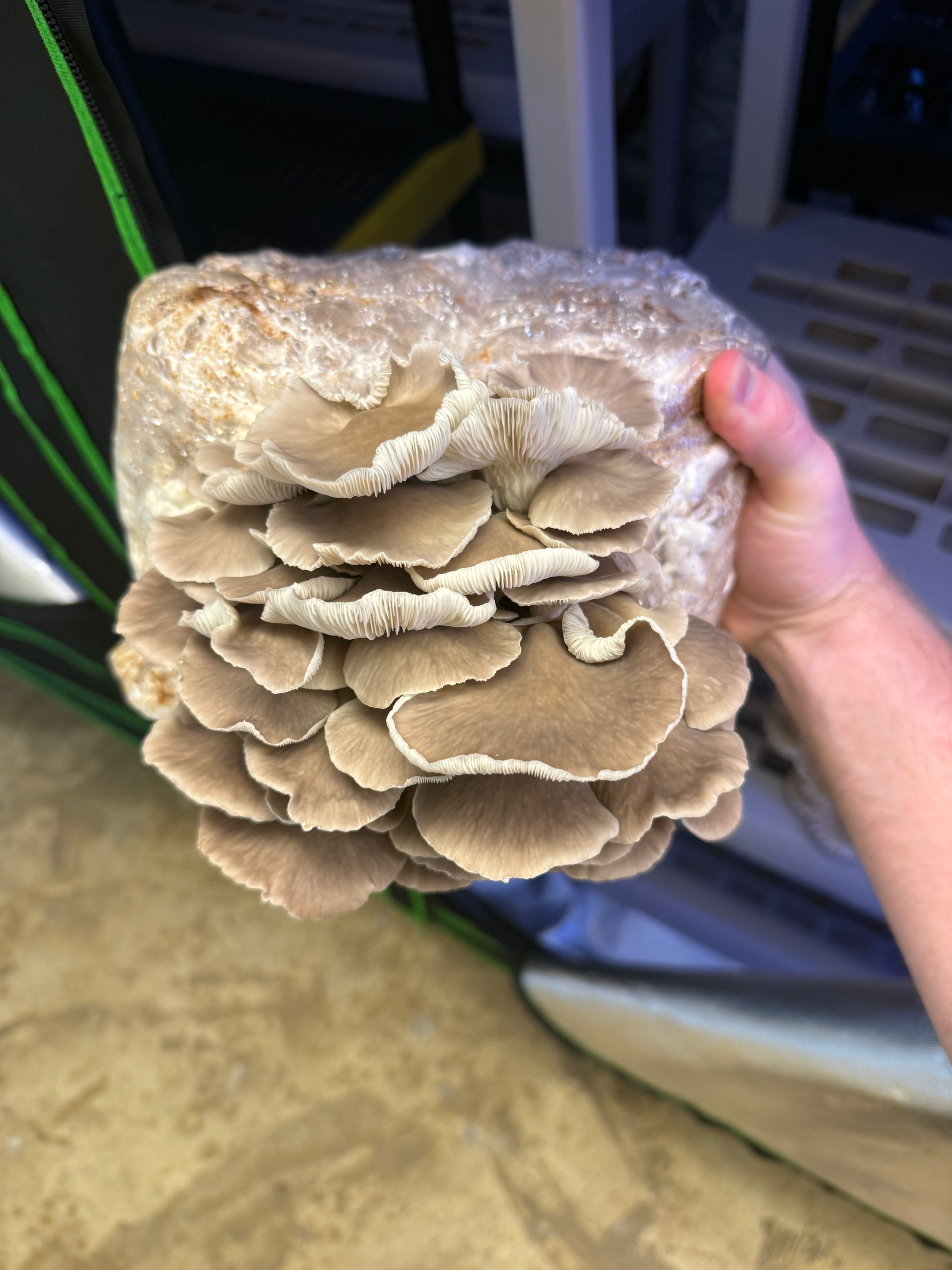 Italian Oysters