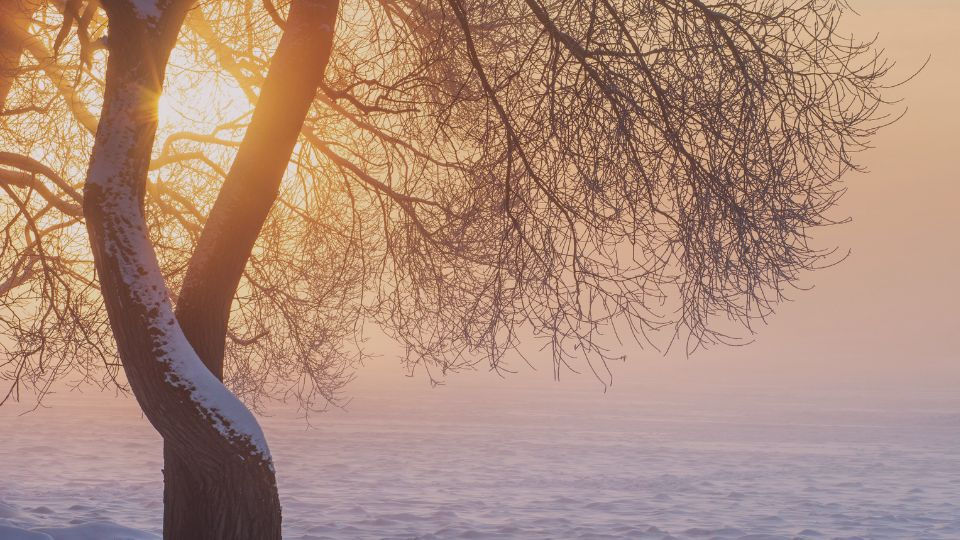 Winterstimmung mit Baum