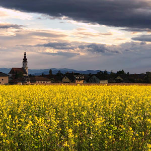 Blühendes Feld und Kirche