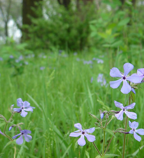 Woodland Phlox.JPG