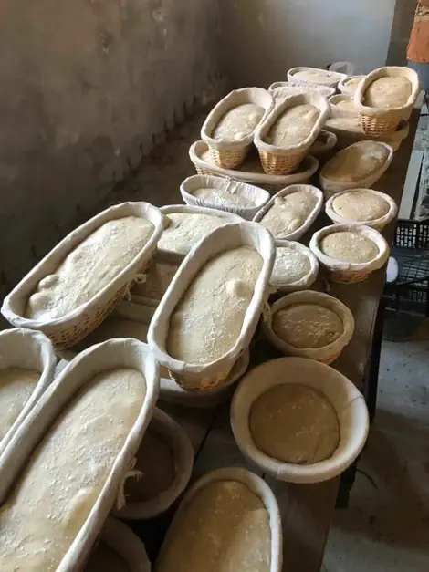 Pâte à pain levée dans de nombreux paniers sur une table.