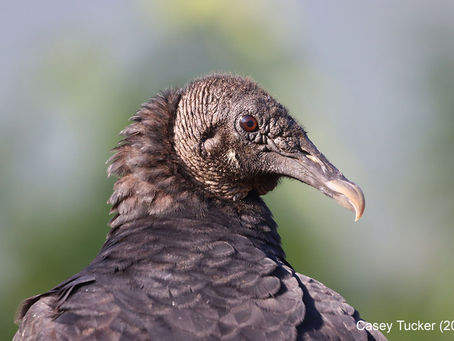 Nature’s Trick-or-Treaters—Black Vultures