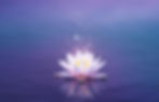 white lotus teal banner.jpeg