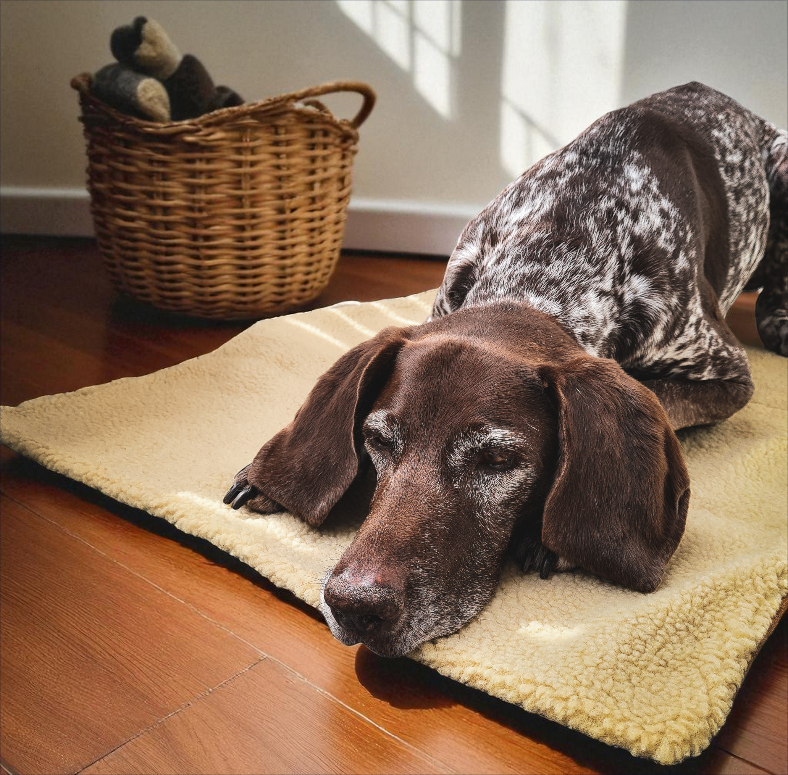 Miniaturbild: Reisebett Reisedecke Hund Lisbeth Adventure