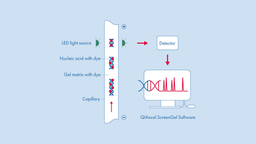 Technische Illustration im QIAGEN Corporate Design.