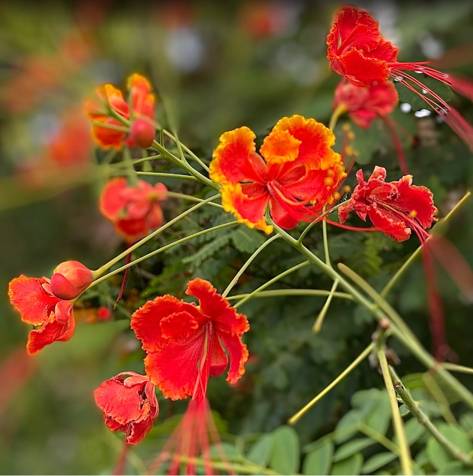 Tony Girardo on Google Review