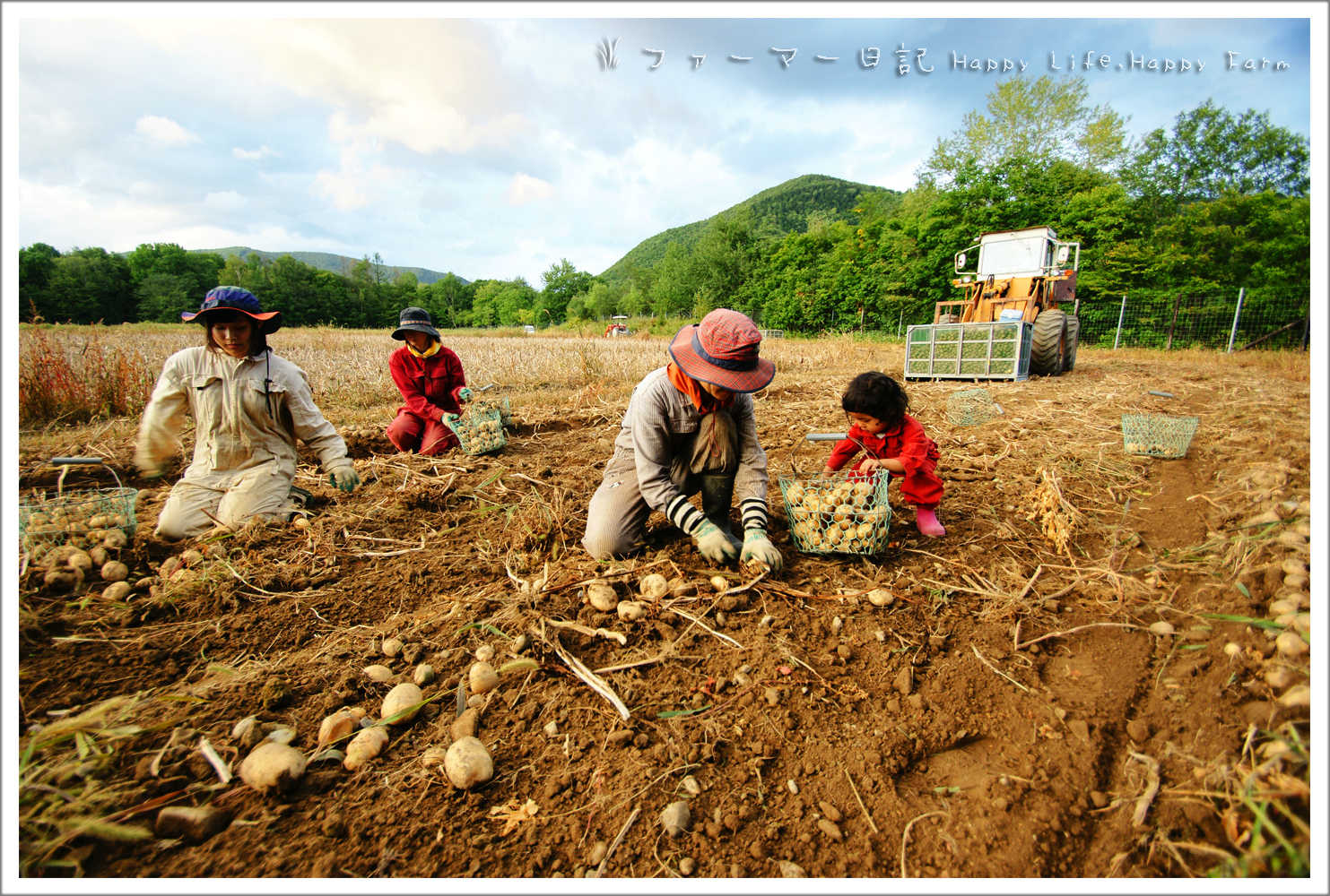 Sep-Oct, Harvesting & sorting potato